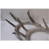 Image 3 : (4) Deer Shed Antlers