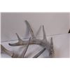 Image 4 : (4) Deer Shed Antlers