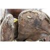 Image 8 : * Vintage Saddle - 14.5" Seat, 5" Gullet, Rawhide Covered Wood Tree, Single Rigging, Needs Repairs w