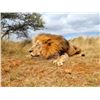 Image 1 : SIGNATURE ADVENTURES - South African Lion Hunt