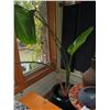 Image 1 : Extremely Large Healthy BIrds of Paradise House Plant