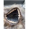 Image 2 : Partial Muskox Pelt & Beaver Cap