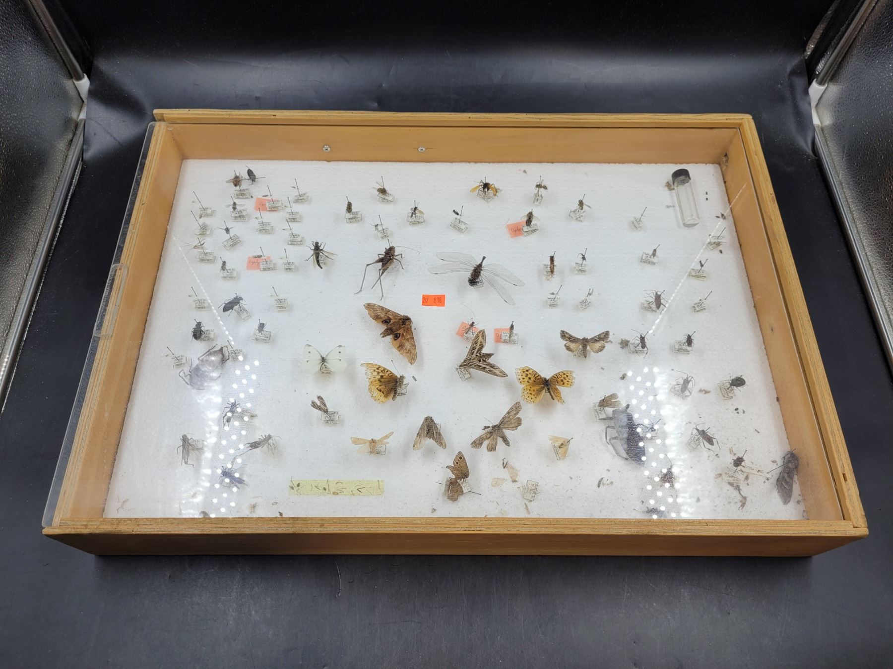 Insect Taxidermy Collection in Display Case