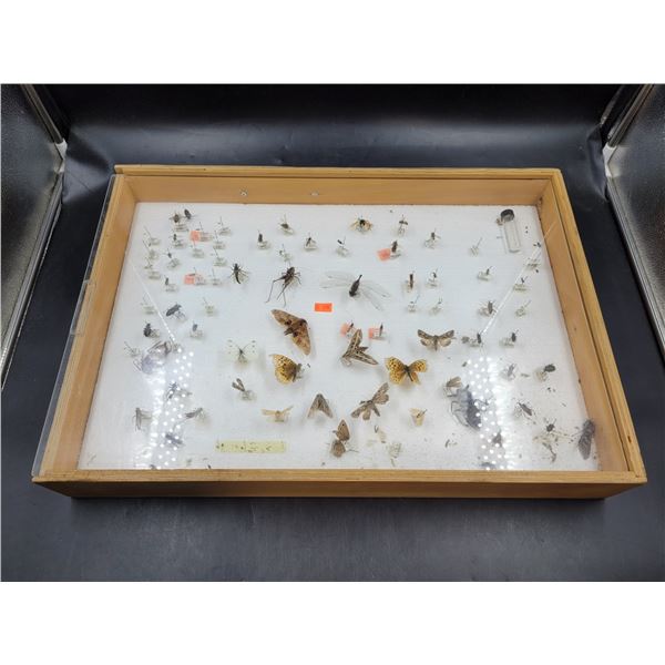 Insect Taxidermy Collection in Display Case