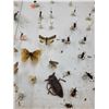 Image 2 : Insect Taxidermy Collection in Display Case