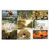 Image 2 : Early Hawaii Postcards 35