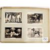 Image 8 : Real Photo Cigarette Card Album of Dogs 46 Images