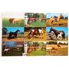 Image 2 : Animals - Horses Approx. 195 Postcards