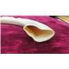 Image 2 : Asian Carved Boars Tusk 