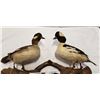 Image 2 : PAIR OF WALL MOUNTED TAXIDERMY DUCKS