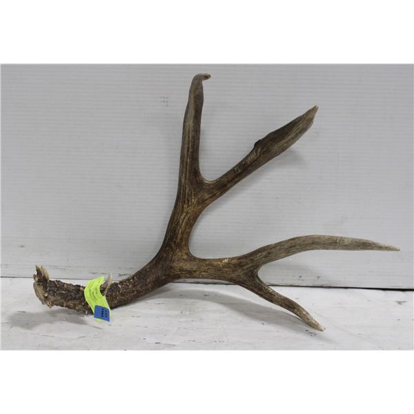 NATURAL DEER SHED 4 LARGE POINTS