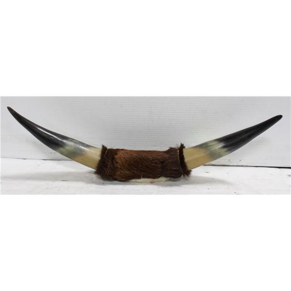 GENUINE BULL HORN SHED WALL DECOR
