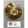 Image 1 : 4.2" Ammonite Fossil. Retails $500.00