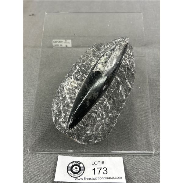 5" Orthoceras Fossil Specimen. Retails $400.00