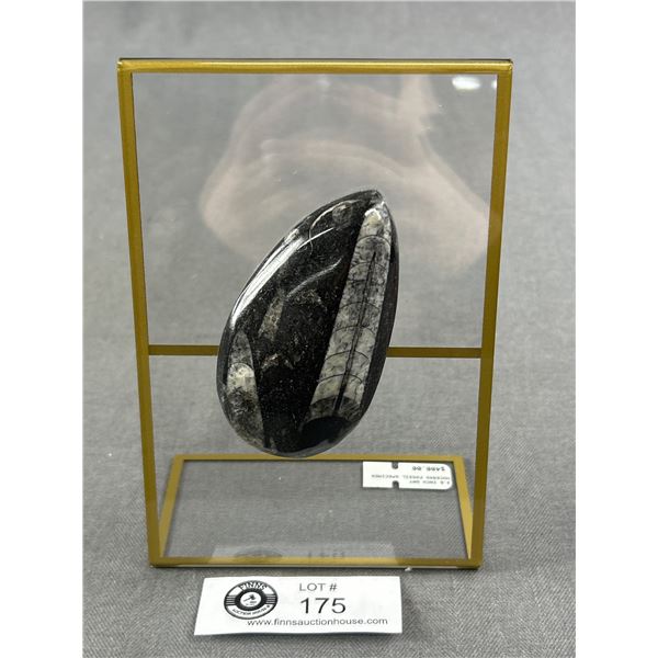 3.6" Orthoceras Fossil Specimen. Retails $400.00