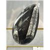 Image 2 : 3.6" Orthoceras Fossil Specimen. Retails $400.00