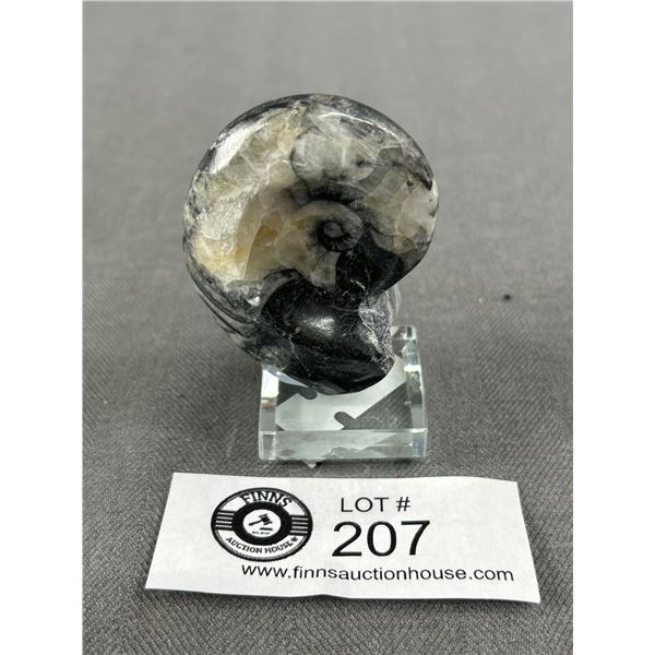 Orthoceras Goniatite Ammonite Fossil. Retails $400.00