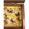 Image 2 : Pinned Butterflys