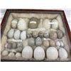 Image 3 : Egg Collection