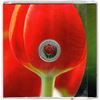 Image 1 : 389.  2011, TWENTY-FIVE CENT, TULIP LADYBUG, COLLECTOR COIN IN PACKAGE