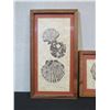 Image 2 : Qty 2 Shell Artwork by Ilona, Framed & Matted 16" x 10" (each)