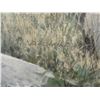 Image 2 : Doug Laird's "Approaching the Falls – Wolf Pack" Original