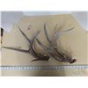 Image 1 : 2 PAIRS SHED DEER ANTLERS