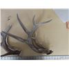 Image 2 : 2 PAIRS SHED DEER ANTLERS