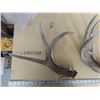 Image 3 : 2 PAIRS SHED DEER ANTLERS