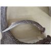 Image 4 : 2 PAIRS SHED DEER ANTLERS