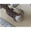 Image 7 : 2 PAIRS SHED DEER ANTLERS