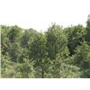 Image 9 : 40 +/- Acres of Native Blackjack Timber – Ringwood Area – Wildlife Land – Home Sites
