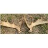 Image 1 : Moose Antler Sheds