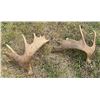 Image 2 : Moose Antler Sheds
