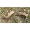 Image 3 : Moose Antler Sheds
