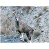 Image 1 : SPECIAL CONSERVATION TAG                           Non-Exportable Markhor Trophy Hunting Permit