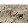 Image 2 : SPECIAL CONSERVATION TAG                           Non-Exportable Markhor Trophy Hunting Permit