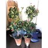 Image 2 : Faux Holly Topiaries B