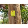 Image 1 : Double Pedestal Elongated Tiki Hut - Needs Rethatched - *(Removal By 10/25 By Appt.