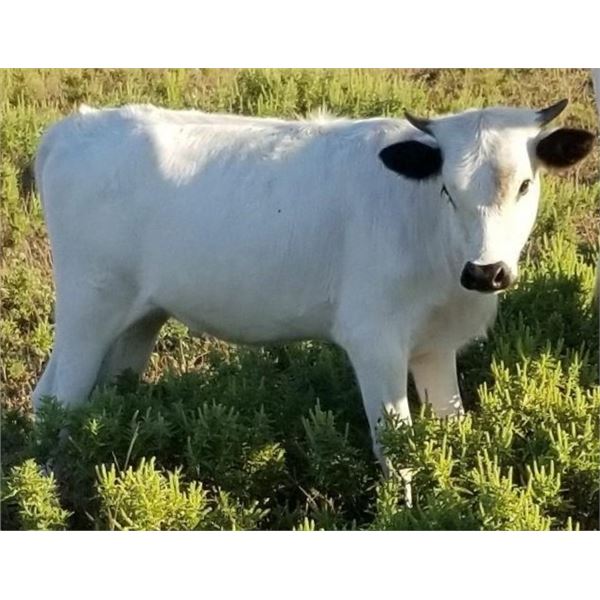 2M Lucky Blizzard - Mini