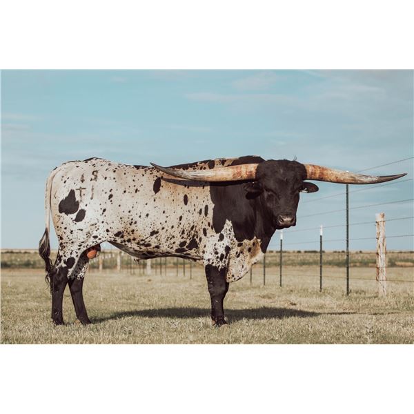 Straws of Jest A Cowboy