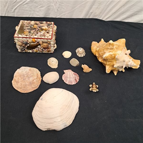 Sea Shell Lot