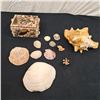 Image 1 : Sea Shell Lot