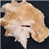 Image 3 : Sea Shell Lot