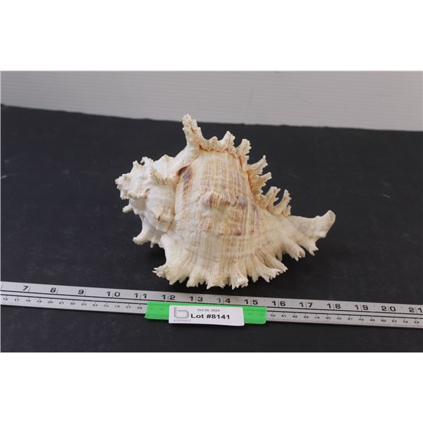8" x 5.5" Conch Shell