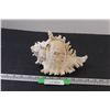 Image 1 : 8" x 5.5" Conch Shell