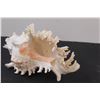 Image 2 : 8" x 5.5" Conch Shell