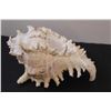 Image 3 : 8" x 5.5" Conch Shell