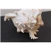 Image 4 : 8" x 5.5" Conch Shell