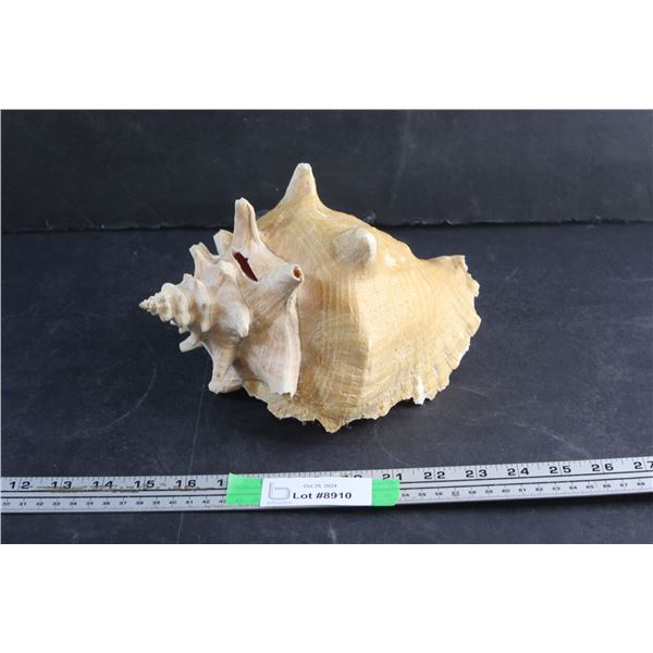 Large Conch Shell
